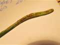 Puccinia liliacearum - Gewhnlicher Milchsternrost - Hdingen