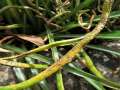 Puccinia liliacearum - Gewhnlicher Milchsternrost - Hdingen