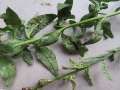 Puccinia&nbsp;antirrhini&nbsp;-&nbsp;L�wenmaulrost&nbsp;-&nbsp;H�dingen