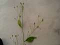Puccinia lapsanae - Rainkohlrost - Weferlingen