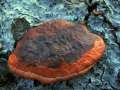 Pycnoporus&nbsp;cinnabarina&nbsp;-&nbsp;Zinnoberrote Tramete&nbsp;-&nbsp;Weferlingen