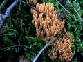 Phaeoclavulina flaccida - Flattrige Koralle - Breitenfeld