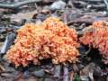 Ramaria subbotrytis - Schnfarbige Koralle - BS-Riddagshausen