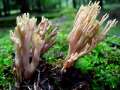 Ramaria stricta - Steife Koralle - Walbeck
