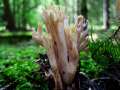 Ramaria stricta - Steife Koralle - Walbeck