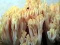 Ramaria flava - Schwefelgelbe Koralle ??? - Walbeck