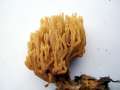 Ramaria stricta - Steife Koralle - Walbeck