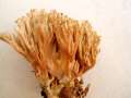 Ramaria&nbsp;apiculata&nbsp;-&nbsp;Gr�nspitzige Koralle&nbsp;-&nbsp;Walbeck