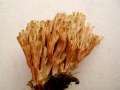 Ramaria&nbsp;apiculata&nbsp;-&nbsp;Gr�nspitzige Koralle&nbsp;-&nbsp;Walbeck