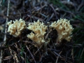 Ramaria eumorpha - Ockergelbe Koralle - Weferlingen-Walbeck