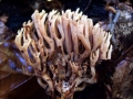 Ramaria stricta - Steife Koralle - Weferlingen-Walbeck