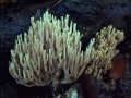 Steife Koralle