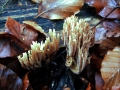 Ramaria stricta - Steife Koralle - Weferlingen