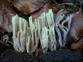 Ramaria stricta - Steife Koralle - Weferlingen