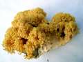 Ramaria flava - Schwefelgelbe Koralle - Weferlingen
