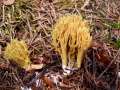 Ramaria abietina - Grnfleckende Koralle - Weferlingen