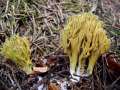 Ramaria abietina - Grnfleckende Koralle - Weferlingen