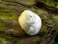 Reticularia&nbsp;lycoperdon&nbsp;-&nbsp;St�ublings-Schleimpilz&nbsp;-&nbsp;Everingen