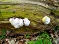 Reticularia&nbsp;lycoperdon&nbsp;-&nbsp;St�ublings-Schleimpilz&nbsp;-&nbsp;Everingen