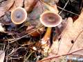 Rhodocollybia&nbsp;butyracea&nbsp;-&nbsp;Kastanienroter R�bling&nbsp;-&nbsp;H�dingen
