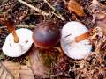 Rhodocollybia&nbsp;butyracea&nbsp;-&nbsp;Kastanienroter R�bling&nbsp;-&nbsp;Walbeck