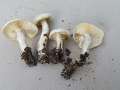 Rhodocollybia&nbsp;maculata&nbsp;-&nbsp;Gefleckter R�bling&nbsp;-&nbsp;Walbeck