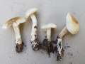 Rhodocollybia&nbsp;maculata&nbsp;-&nbsp;Gefleckter R�bling&nbsp;-&nbsp;Walbeck