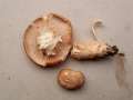 W�rziger Tellerling