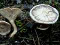 Rhodocybe popinalis - Fleckender Bitterling - Hohenwarthe