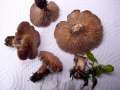 Rhodocybe&nbsp;mundula&nbsp;-&nbsp;Schw�rzender Tellerling&nbsp;-&nbsp;M�tzel