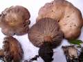 Rhodocybe&nbsp;mundula&nbsp;-&nbsp;Schw�rzender Tellerling&nbsp;-&nbsp;M�tzel