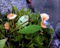 Rickenella fibula - Gemeiner Heftelnabeling - Hödingen