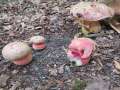 Rubroboletus legalliae - Le Gals Dickrhrling - Braunschweig-Weddel
