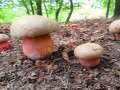 Rubroboletus legalliae - Le Gals Dickrhrling - Braunschweig-Weddel