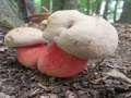 Rubroboletus legalliae - Le Gals Dickrhrling - Braunschweig-Weddel