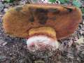Rubroboletus legalliae - Le Gals Dickrhrling - Braunschweig-Weddel