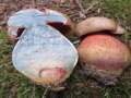 Rubroboletus legalliae - Le Gals Dickrhrling - Braunschweig-Weddel