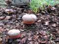 Rubroboletus legalliae - Legals Dickrhrling - Hrsingen