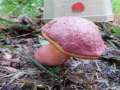 Rubroboletus legalliae - Legals Dickrhrling - Hrsingen