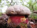 Rubroboletus satanas - Satansrhrling - Weferlingen