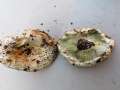 Schmalblttriger Weitubling