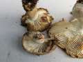 Russula amoenolens - Brauner Camemberr-Tubling - Flechtingen