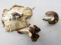 Russula amoenolens - Brauner Camemberr-Tubling - Flechtingen