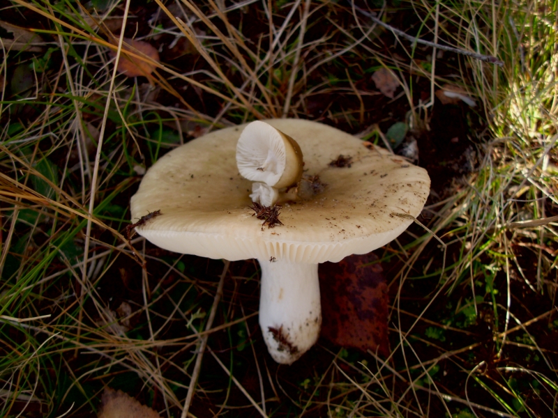 Pilze-Russula, aeruginea, Grasgrüner Täubling;Grüner Birken-Täubling ...