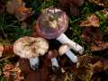 Russula versicolor - Vielfarbiger Tubling - Helmstedt
