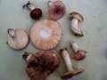 Vielfarbiger Tubling