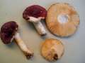 Russula versicolor - Vielfarbiger Tubling - Helmstedt