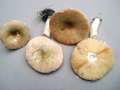 Russula versicolor - Vielfarbiger Tubling - Helmstedt