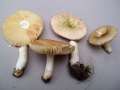 Vielfarbiger Tubling