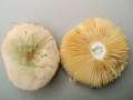 Russula versicolor - Vielfarbiger Tubling - Helmstedt